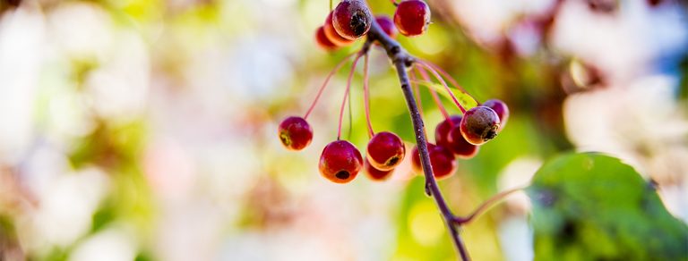 A closeup of berries on a tree.