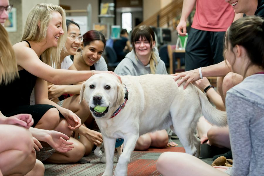 Bodie, an adorable yellow lab has a tennis ball in his mouth and is being pet by students